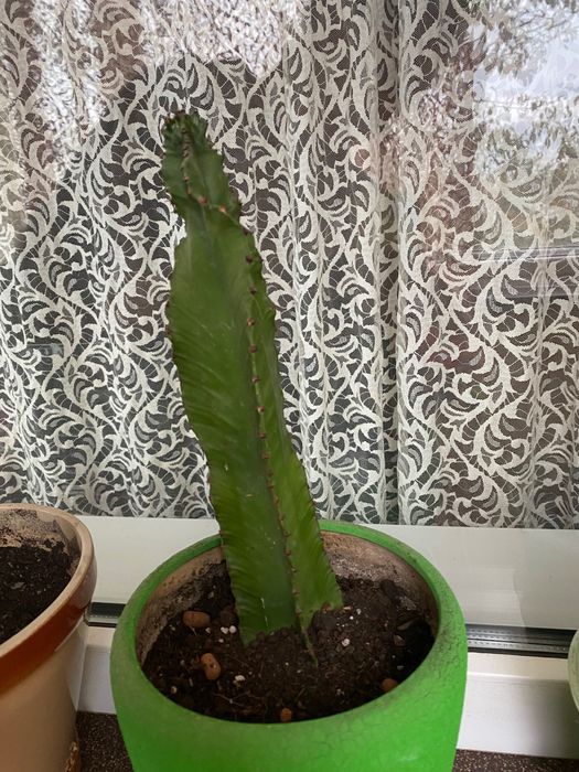 Продам кактуси….