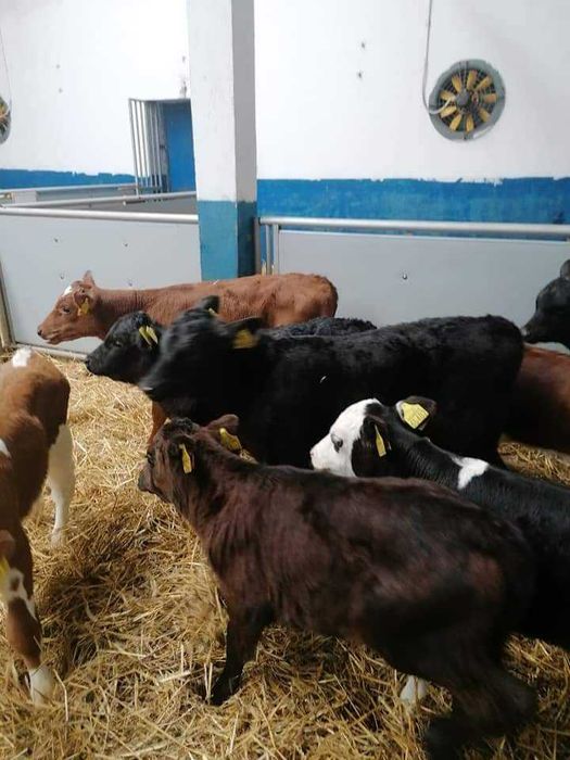 sprzedam cielaki mięsne