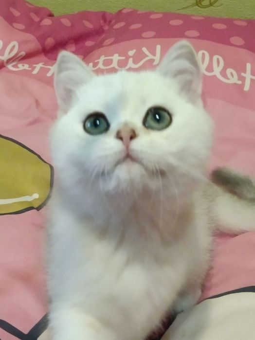 Ласкавий хлопчик вільний