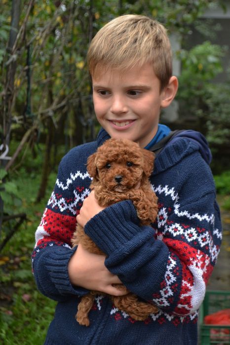 Хлопчик той пудель Ред.   браун