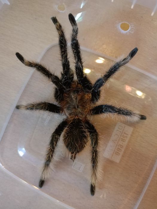 Kędziorek nicaragua samiec adult sprawdzony pająk ptasznik