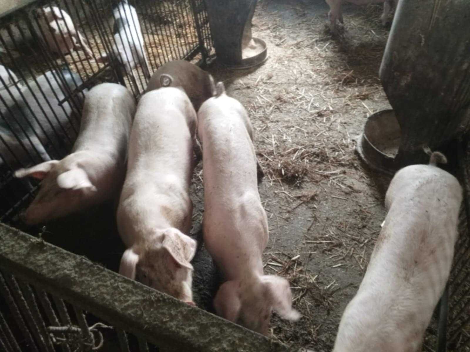 Sprzedam świnie.