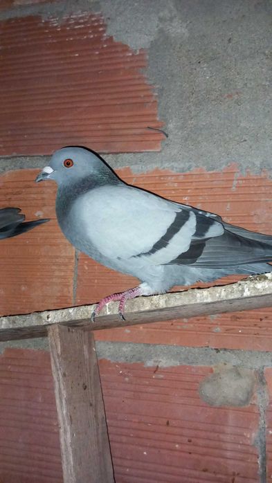 Vendo pombos vulgares por 2,50