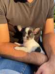 Śliczna sunia chihuahua Maja