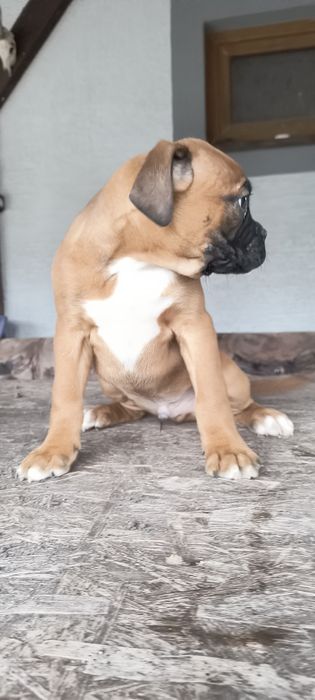 Piesek bokser z rodowodem