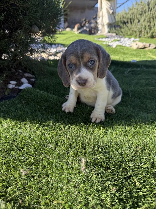 Beagle azul blus
