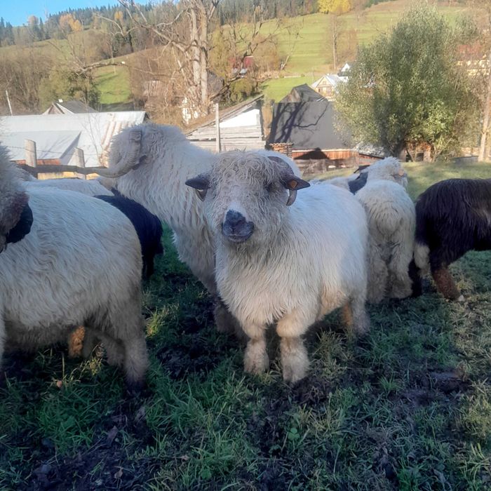 Sprzedam owce do dalszego chowu