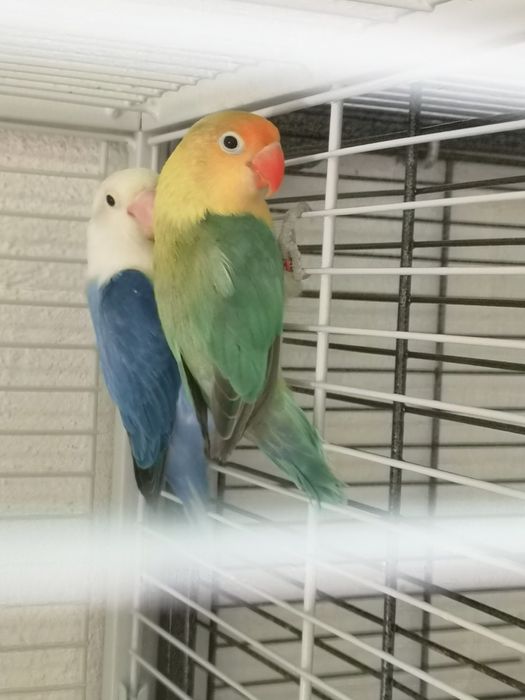 Fishers opalinos pale x violeta