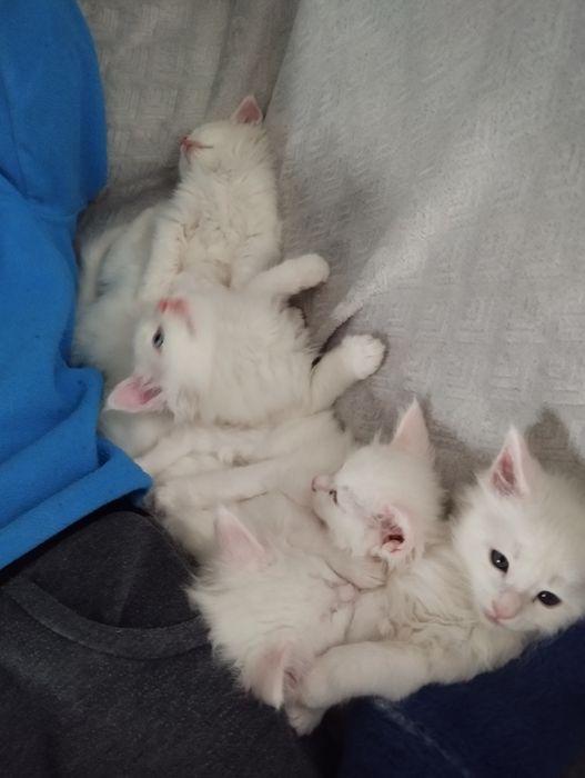 Кот Мейн-Кун для случки белый