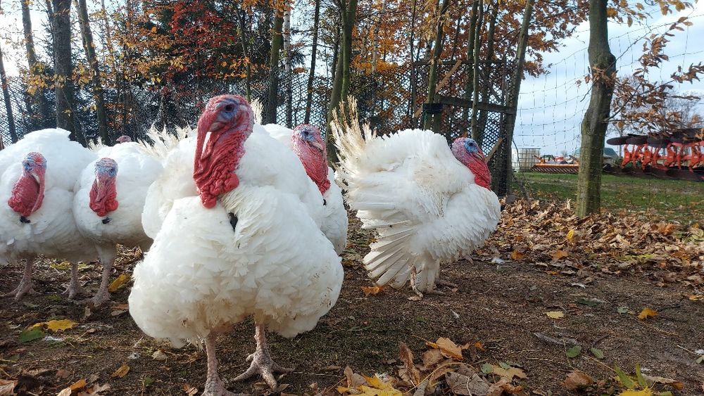 Indyki  naturalne, żywe lub tuszka , wolny wybieg - prawdziwe mięso