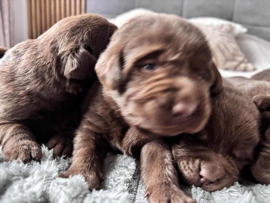 Labrador czekoladowy