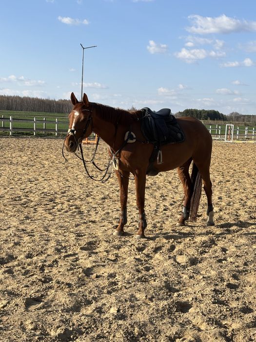 napierśnik 5pkt Z FUTREM ROZ.cob