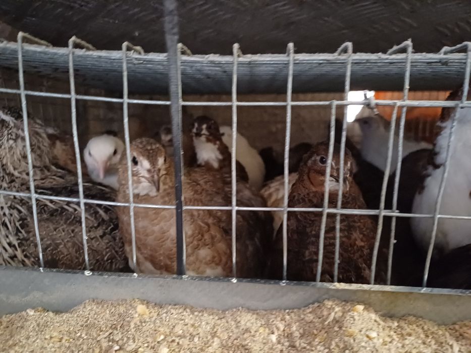 Jajka lęgowe przepiórki japońskiej