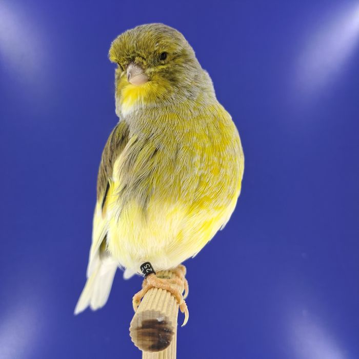 Kanarek, samczyki 03,01 - sprzedam, Wrocław