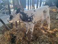 Cielak jalowka BB Belgian Blue