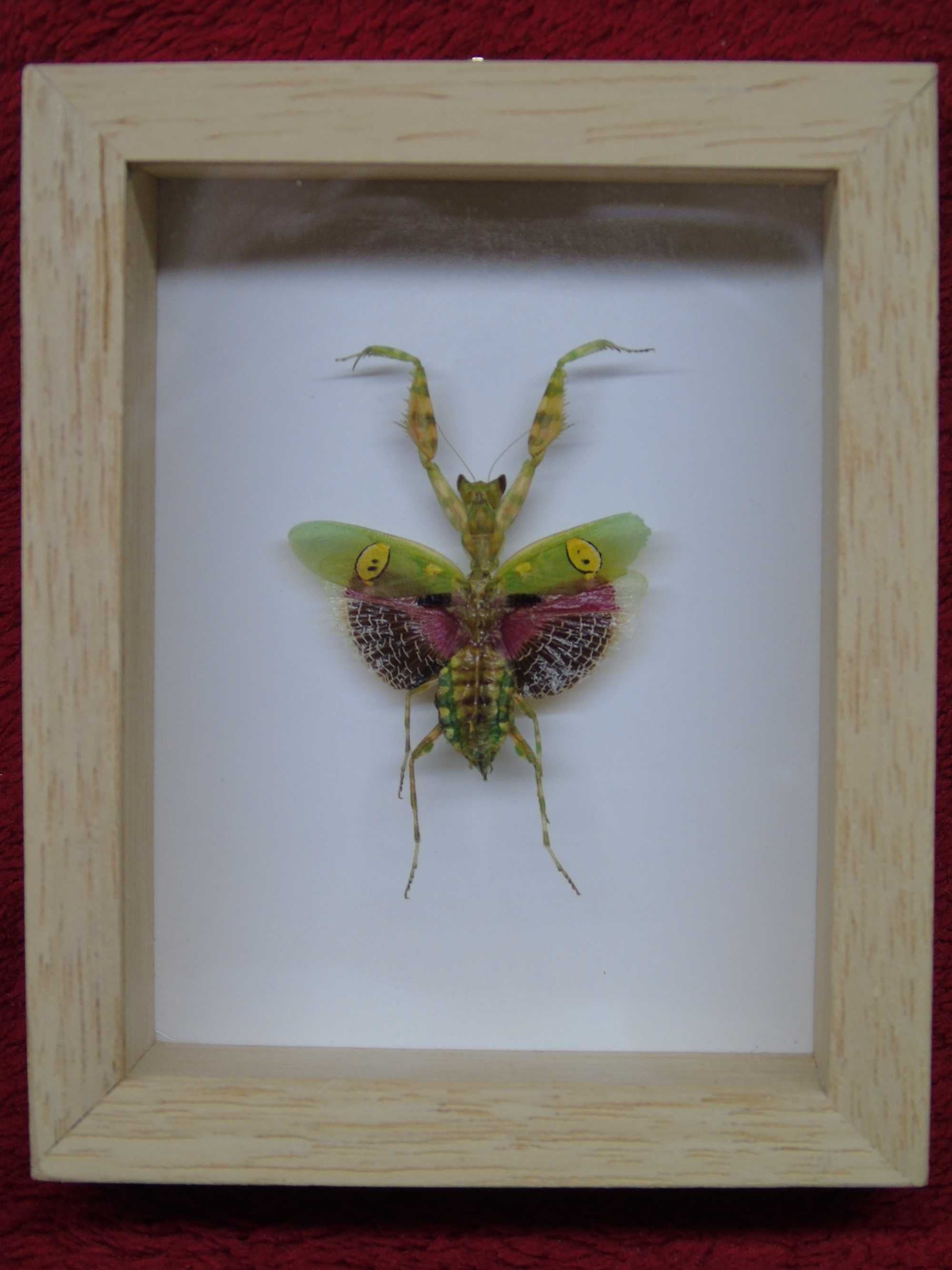 Modliszka w ramce 8x10cm . Creobroter gemmatus - samica .