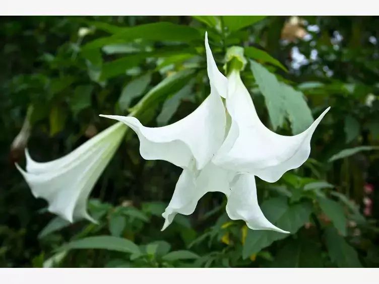 2x 180cm Datura wieloletnia Brugmansja Bieluń ( biała i żółta )