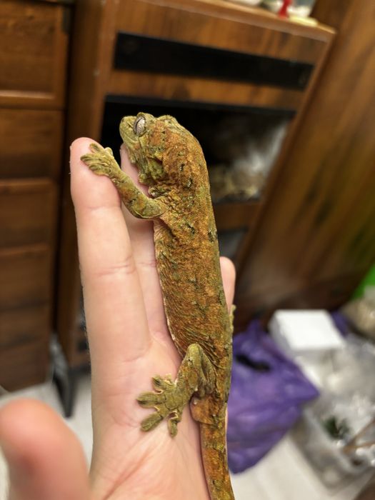 gekon omszały high red