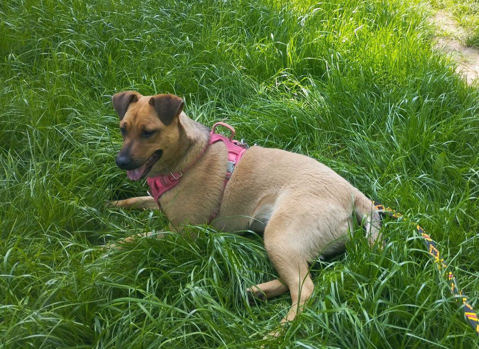 12-місячна собака, метис стафа у добрі руки