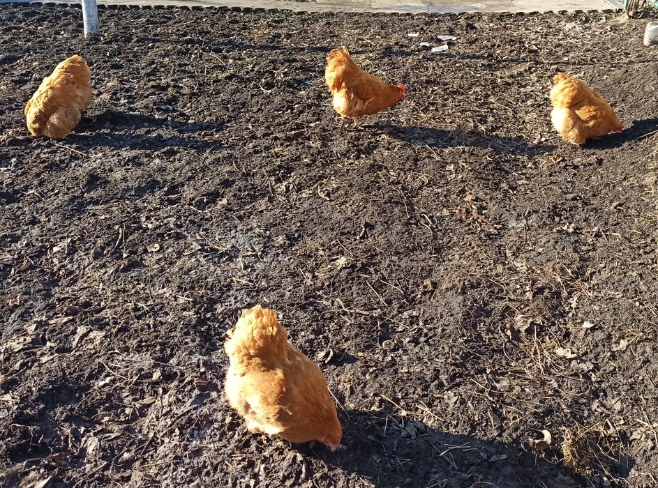 Продам півня породи ОРПІНГТОН