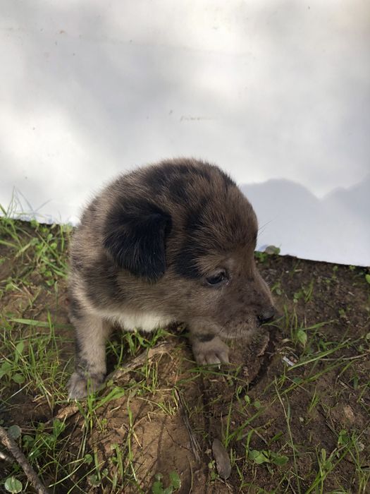 Cães bebés para dar