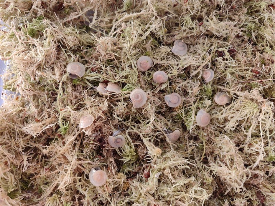 Улитки караколусы альбино шелл