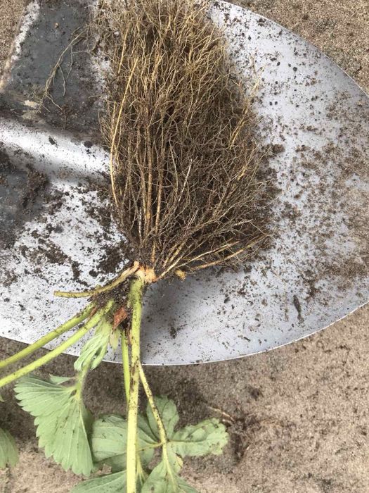 Саджанці полуниці Брілла