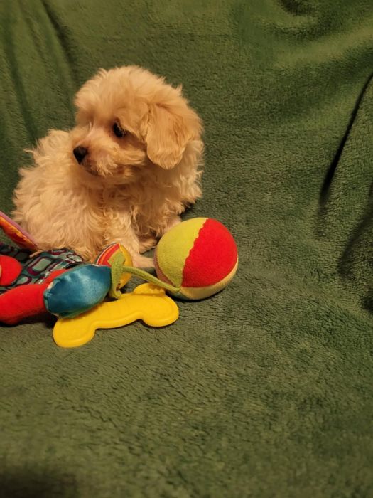 Maltipoo chłopiec Warszawa maltańczyk pudel