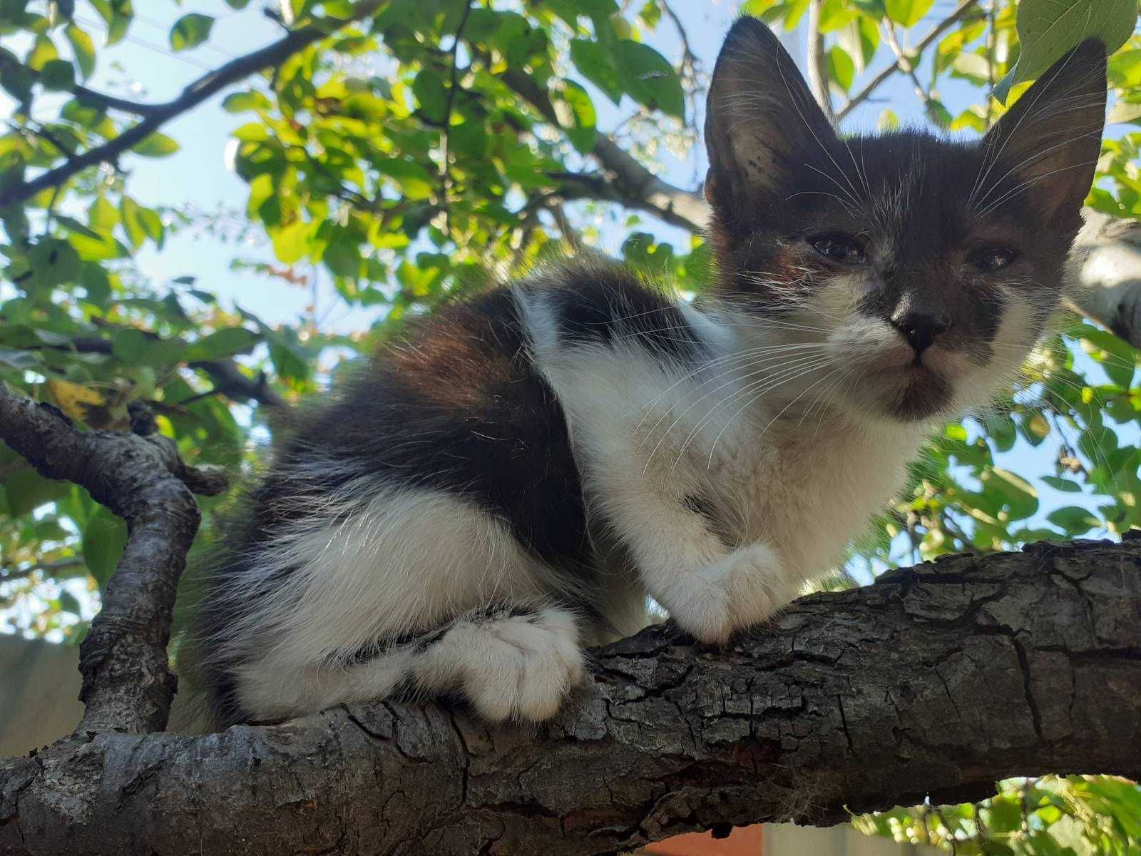 Кошенята в добрі руки