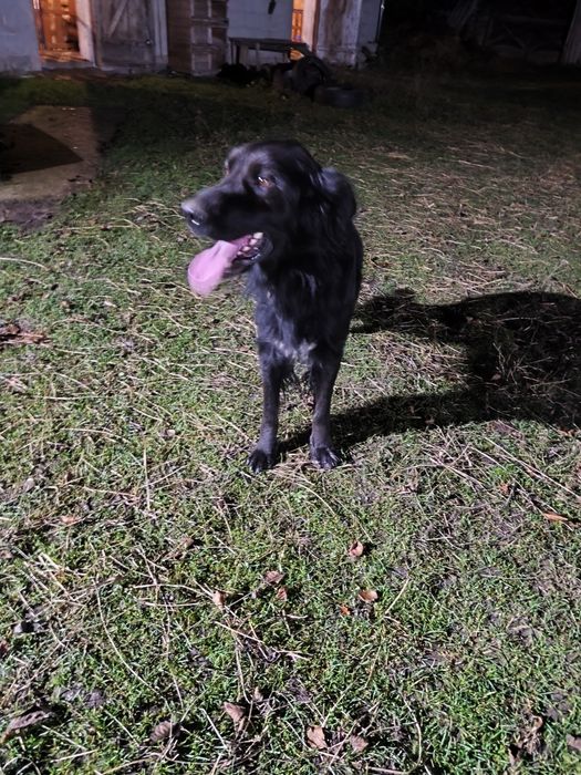 Nowego domu szuka kochany piesek