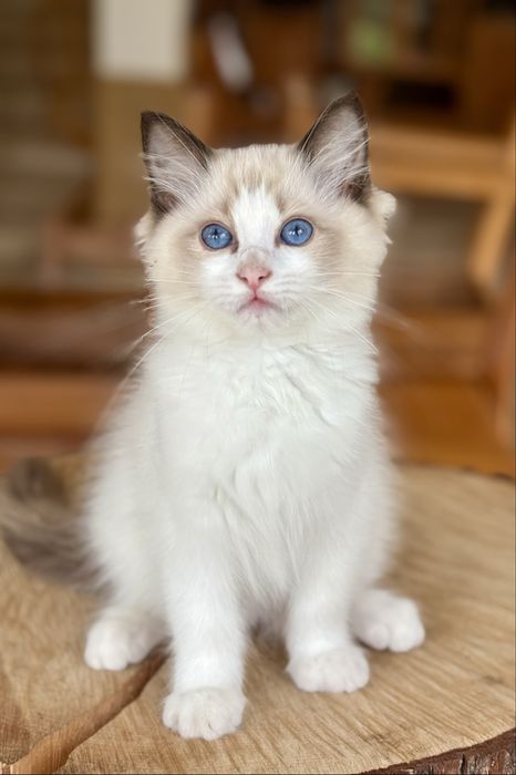 Ragdoll FPL kotka seal bicolor