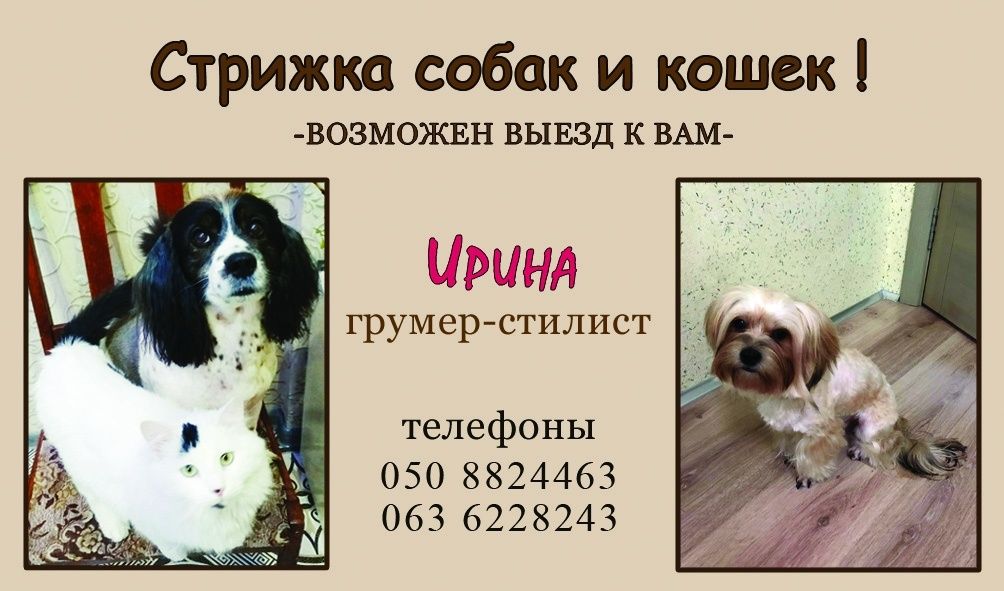 Кошки,собаки всех пород.