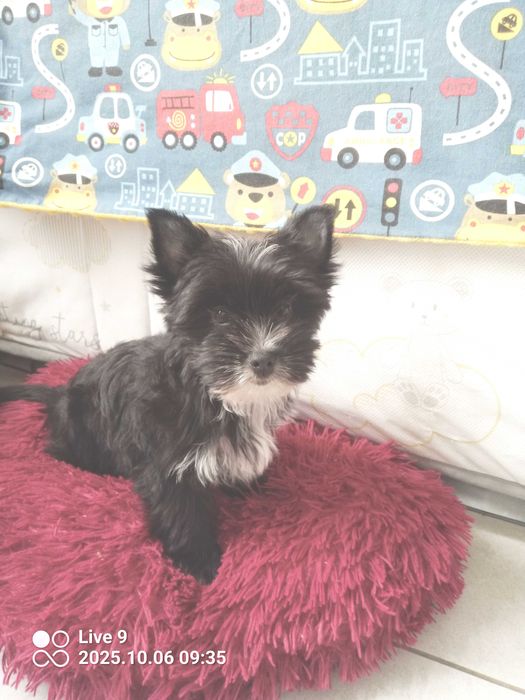 Yorkshire terrier chłopczyk Hugo