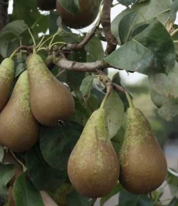 Gruszka konferencja słodka 20kg drobniejsza