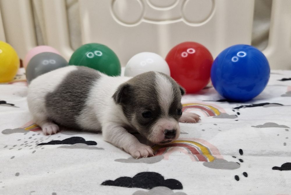 Chihuahua piekny piesek