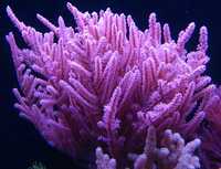 Pseudogorgia gorgonia koral koralowiec