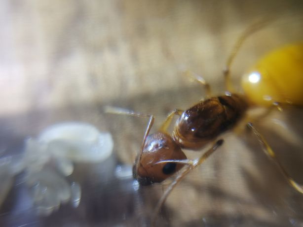 Camponotus fedtschenkoi, królowa 2022, mrówki do formikarium