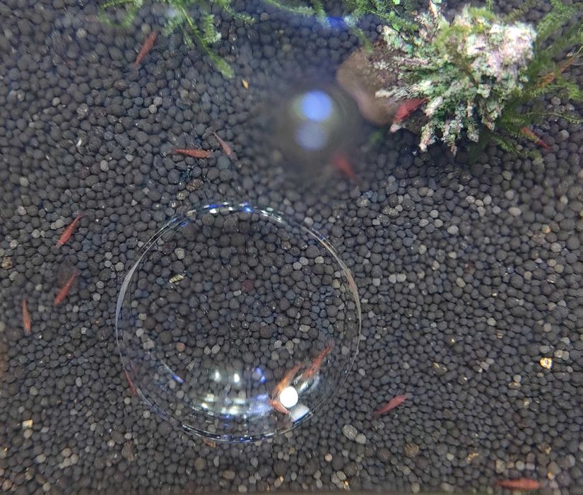 CAMARÃO NEOCARIDINA RED CHERRY