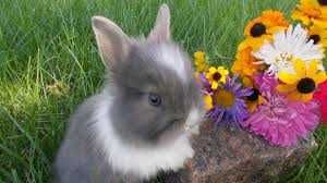 КРОЛИКИ - МИНИ. Домашние. Ручные. Красивые. Разные. Есть - КЛЕТКИ.