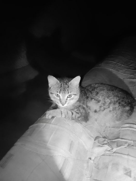 Маленький до 2х міс кошеня хлопчик