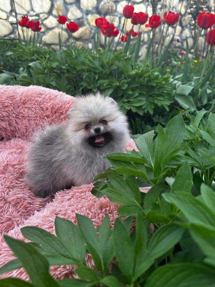 Pomeranian Szpic Miniaturowy sunia FCI