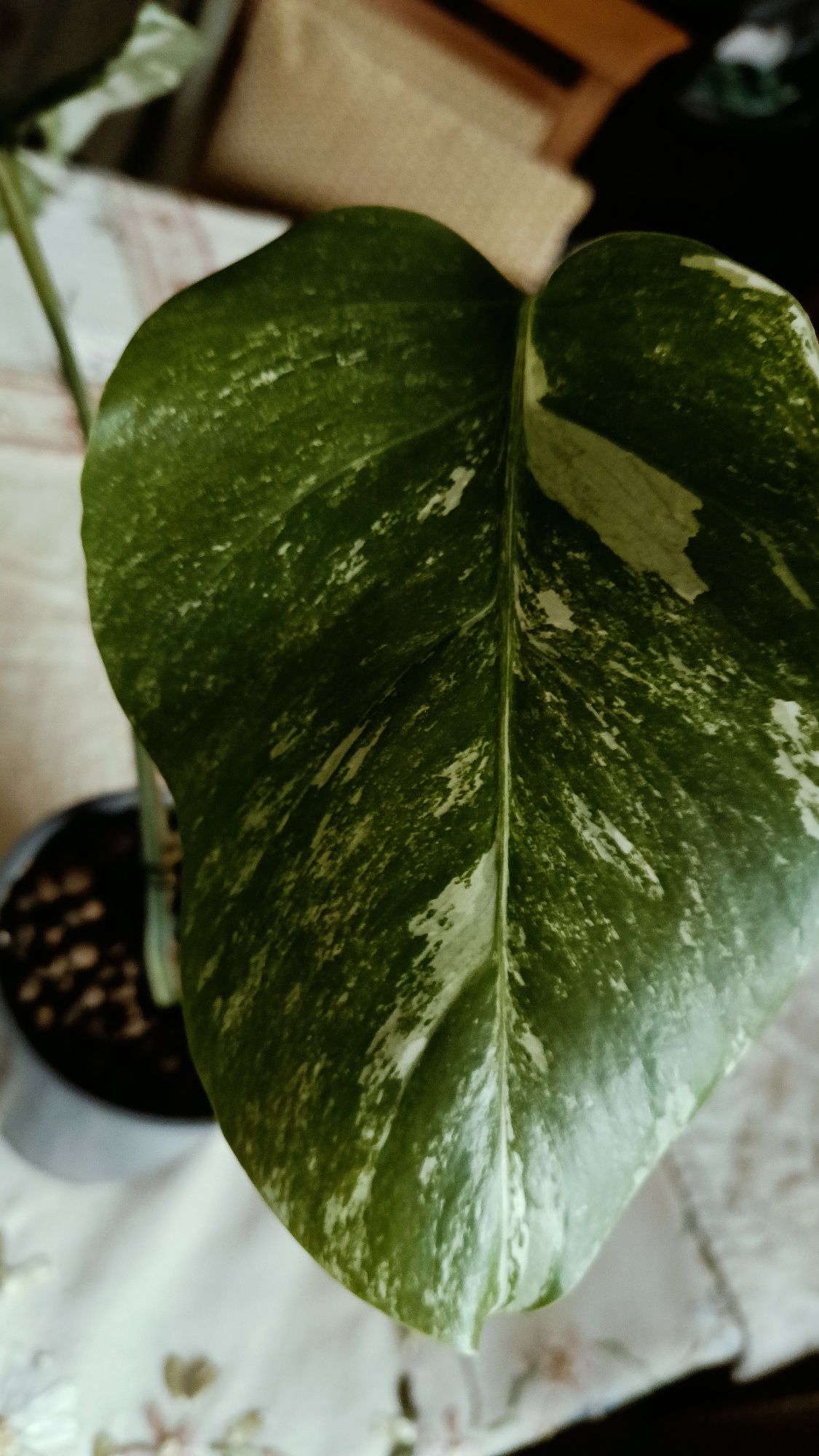 Monstera variegata 35cm