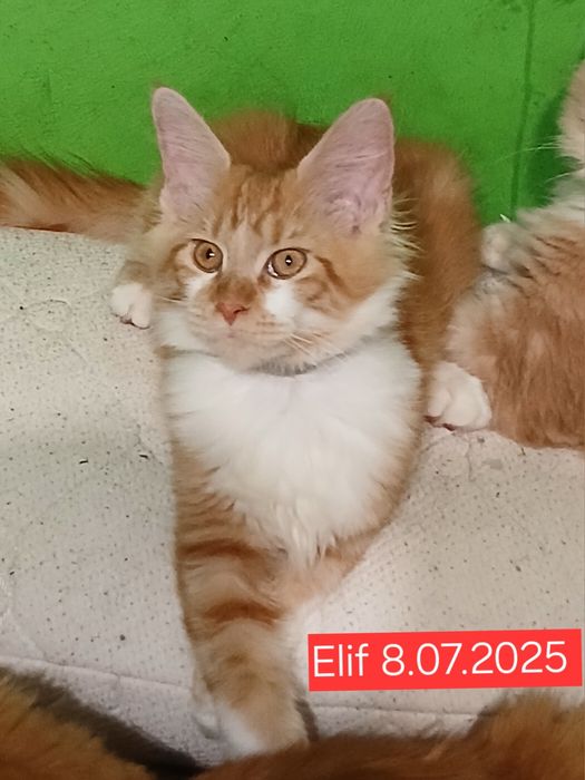 Sprzedam kotkę rasy Maine Coon urodzoną 8.07.2025 o imieniu Elif