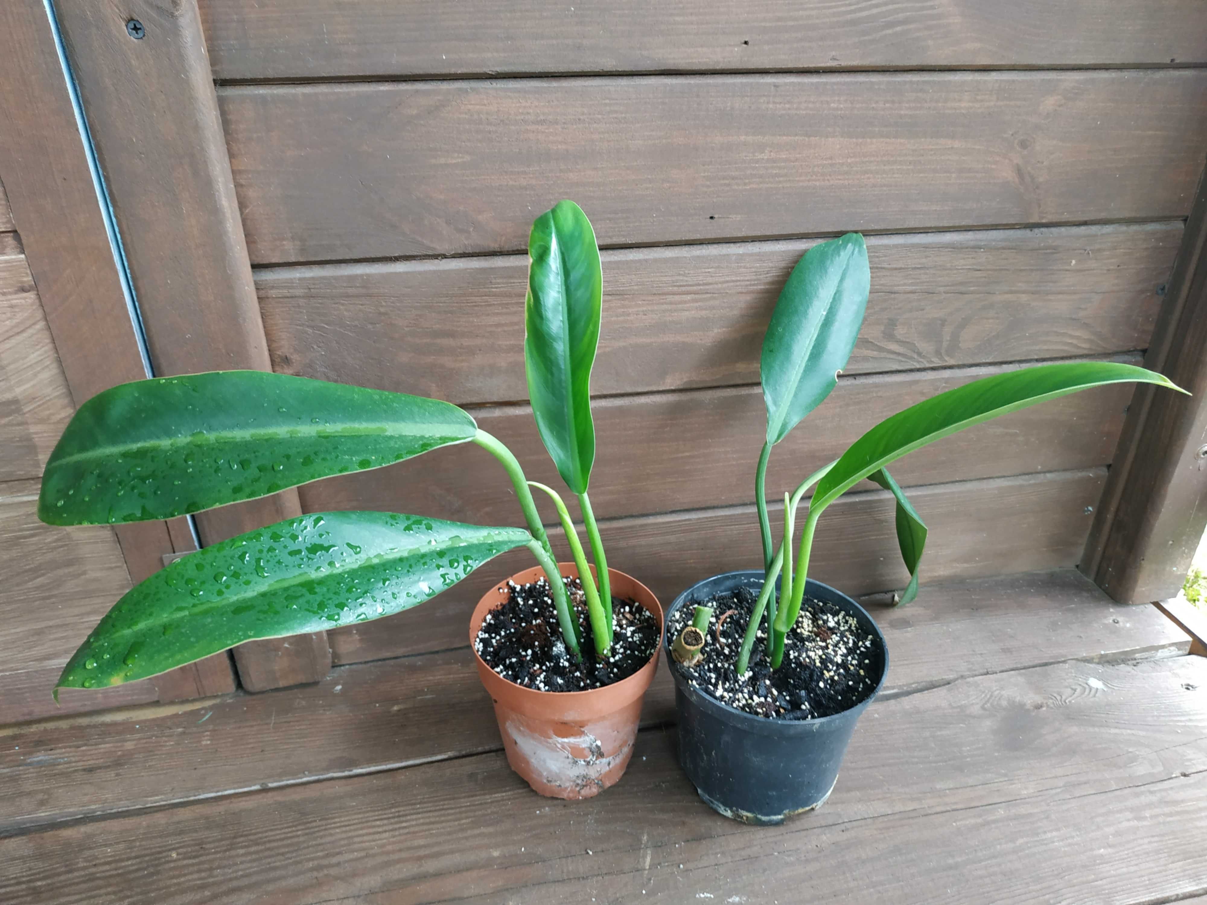 Philodendron Mayoi. Inconcinnum. Kwiat doniczkowy.