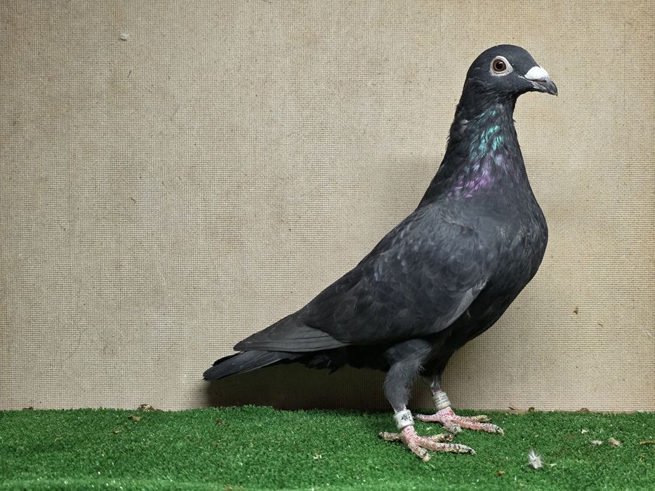 Gołębie pocztowe tygrysy