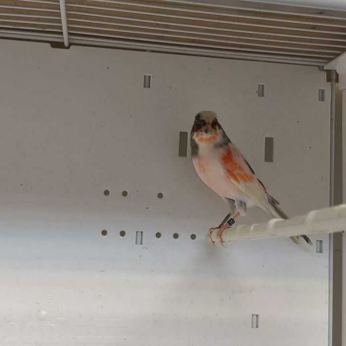 Arleiquem português