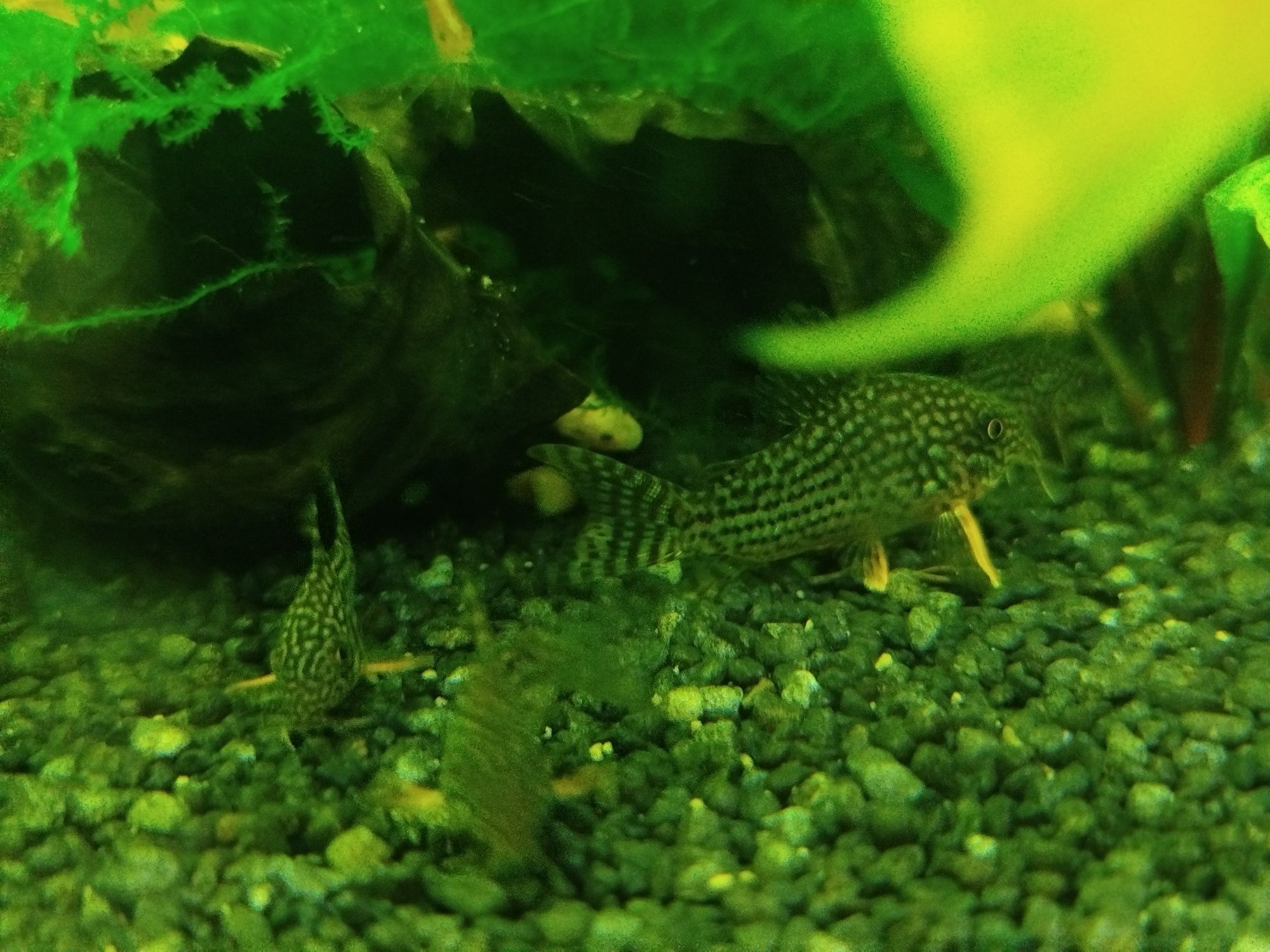 Kirysek Sterby Corydoras Starbai