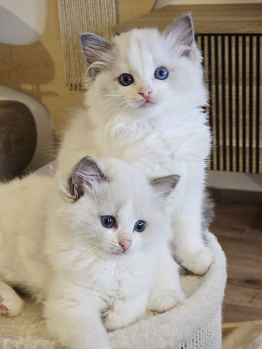Kociak rasy ragdoll Coco