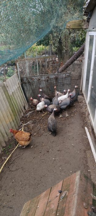 Perliczki samce i samice
