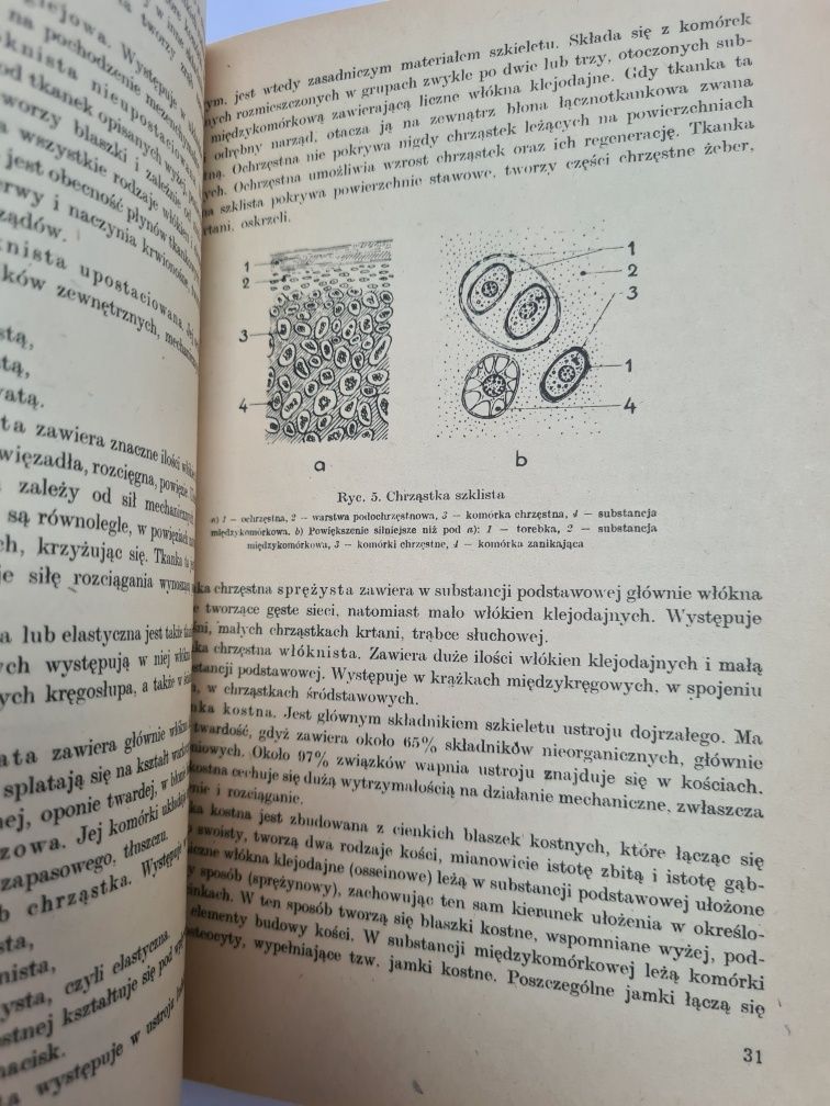 Anatomia funkcjonalna w zakresie studiów wychowania fizycznego